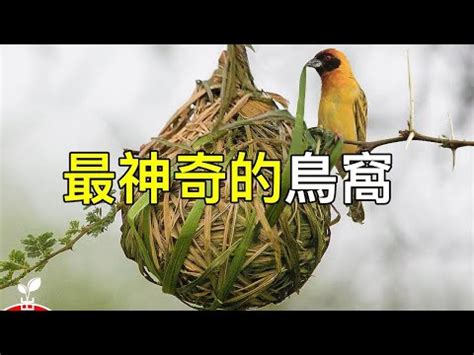 有鳥來家裡築巢|【小鳥築巢在家】小鳥築巢我家！好兆頭？還是另有玄機？